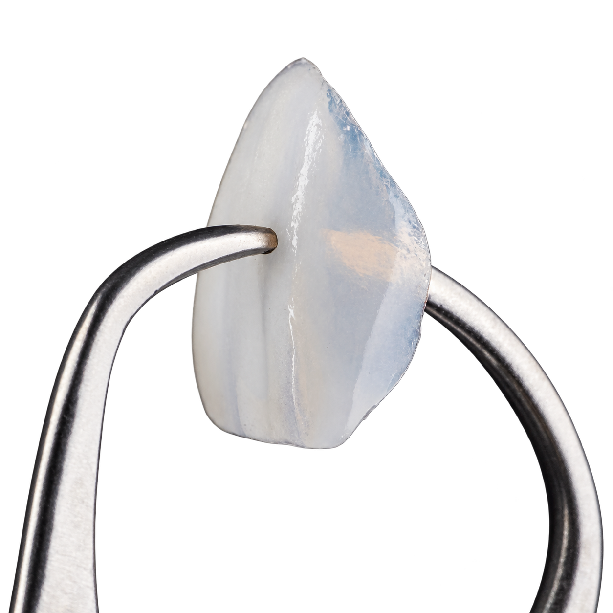 Close-up of a thin porcelain veneer held with dental tweezers
